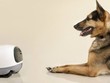 “Call video” với thú cưng từ xa