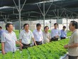 Mô hình nông nghiệp công nghệ cao tại huyện Hải Lăng, Quảng Trị
