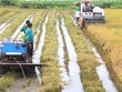 Ảnh minh họa thu hoạch lúa tại tỉnh Tiền Giang (Ảnh: HP).