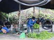 Nguyễn Ngọc Trìu, 35 tuổi, xã Mỹ Thuận, huyện Tân Sơn là một trong nững thanh niên điển hình tại địa phương về phát triển kinh tế