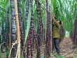 Cổ phiếu mía đường, vui được mấy ngày...?