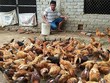 Anh Nguyễn Hữu Công, xóm 3, Nghi Kiều, Nghi Lộc đã mạnh dạn đầu tư chăn nuôi gà thịt “chạy bộ” từ giống gà ta