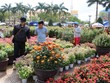 Chợ hoa Tết miền Trung nhộn nhịp
