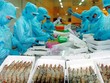 Xuất khẩu tôm “điêu đứng” vì lệnh cấm nhập khẩu của Úc