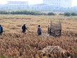60 dự án tại 10 tỉnh thành sẽ bị Thanh tra Chính phủ thanh tra trong năm 2017. (ảnh Gia Huy)