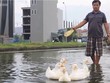 Người Hà Nội chăn vịt ở khu đô thị ngập quanh năm