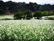Cuối năm về Mộc Châu ngắm hoa cải nở trắng đồi