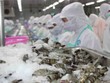 Thực phẩm Sao Ta (FMC): 11 tháng, doanh thu đạt 4.140 tỷ đồng, hoàn thành kế hoạch năm