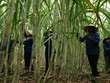 Mía đường Lam Sơn (LSS): Con gái Phó chủ tịch đăng ký mua 1 triệu cổ phiếu