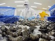 Xuất khẩu tôm trong 4 tháng đầu năm giảm 37% so với cùng kỳ năm ngoái.