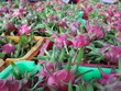 Thanh Long là 1 trong 8 loại trái cây tươi được ưa chuộng tại thị trường Trung Quốc.