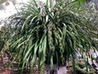 Chậu địa lan 120 triệu đồng của nhà ông Phương đã được đại gia đặt mua cho Tết Mậu Tuất