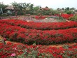 Thung lũng hoa tỏa sắc giữa Thủ đô