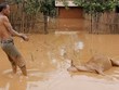 Một người dân Lào kéo xác con bò ngập trong nước lũ hôm 26/7. Ảnh: AFP.