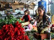 Đầu mối ở Đà Lạt đang phân loại, đóng hộp hoa hồng chuyển về các tỉnh.