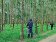Cao su Tây Ninh (TRC): Lợi nhuận 9 tháng giảm mạnh