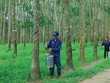 Nếu doanh nghiệp chuyển đổi một phần quỹ đất trồng cao su sang khu công nghiệp hoặc bất động sản là có khả năng mang lại lợi nhuận đột biến.