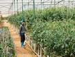 Doanh nghiệp nông nghiệp công nghệ cao khát vốn