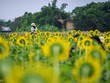 Giới trẻ náo nức check-in cánh đồng hoa hướng dương mới ở Huế
