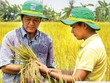 Khá nhiều mô hình dùng NPK Cà Mau 1 hạt đã cho năng suất cao và lợi nhuận tốt.