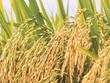 6 tháng, Tập đoàn Lộc Trời (LTG) báo lãi sau thuế 255 tỷ đồng, tăng 26% cùng kỳ
