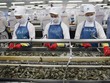 Giá mặt hàng tôm xuất khẩu trong năm 2019 có diễn biến giảm, trong khi giá tôm nguyên liệu tăng cao.