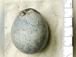 Quả trứng gà hoàn chỉnh duy nhất từ thời La Mã ở Anh. Ảnh: BBC.