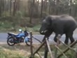 Voi nổi giận hất văng xe máy của kiểm lâm