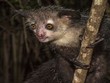 Vượn cáo Aye-aye ở Trung tâm Bảo tồn Duke Lemur (Mỹ). Ảnh: Live Science.