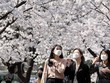 Người dân đeo khẩu trang phòng dịch COVID-19 tại Daegu, Hàn Quốc ngày 24/3 vừa qua. (Ảnh: THX/TTXVN).
