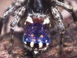 Loại nhện Maratus constellatus.