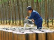 Cao su thiên nhiên: Lợi nhuận phân hóa sau cú sốc đầu ra 