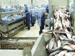 Xuất khẩu cá tra chịu tác động kép