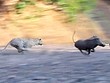 Báo hoa mai thể hiện kỹ năng chạy cực nhanh, truy bắt đàn lợn rừng