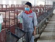 Hiện giá lợn hơi giảm khoảng 20% so với đầu năm, trong khi giá nguyên liệu tăng, khiến nhiều người chăn nuôi không có lãi.