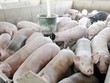 Chăn nuôi heo mang lại cho HAGL 94 tỷ đồng lãi gộp.