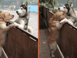 Tình bạn diệu kỳ và câu chuyện về cái ôm khiến ai cũng phải "tan chảy" giữa đôi bạn chó thân thiết