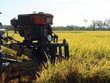 Dịch Covid-19 làm gián đoạn chuỗi cung ứng lúa hàng hóa trong quý III/2021
