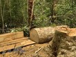 Hiện trường vụ cây gỗ bị cưa hạ tại lô 1, khoảnh 5, Tiểu khu 38 lâm phân do Ban quản lý Khu bảo tồn thiên nhiên Kon Chư Răng quản lý. (Ảnh: TTXVN phát).