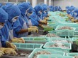Các doanh nghiệp thủy sản đang hồi phục sản xuất.