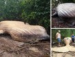 Kỳ án xác cá voi lưng gù hơn 10 tấn được tìm thấy trong rừng Amazon