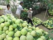 Nông dân thu hoạch bưởi. (Ảnh: Trung Hiếu/TTXVN).