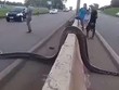 Điều kỳ diệu xảy ra khi một con trăn Anaconda khổng lồ cố gắng băng qua đường