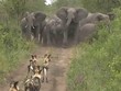 Thế trận cực kỳ chặt chẽ của bầy voi đẩy lùi pha tấn công của tổ đội săn mồi nguy hiểm nhất châu Phi