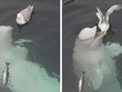 Màn kết bạn không thể "dễ thương" được hơn của cá voi beluga dành cho chú chim mòng biển