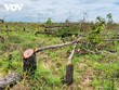 Gần 400 ha rừng đã bị đốn hạ.