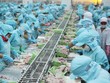 Cơ hội xuất khẩu thủy sản đang rộng mở, nhất là mặt hàng cá tra và tôm.