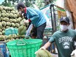 Thu hoạch sầu riêng giống Dona tại huyện Krông Pắc, tỉnh Đắk Lắk. (Ảnh: Tuấn Anh/TTXVN)