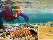 Tình cờ nhặt được viên kim cương dưới đáy đại dương và quyết định không ai ngờ được của anh chàng may mắn