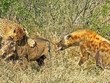 Chiến binh lợn rừng sống sót thần kỳ sau màn truy kích của hai "thợ săn" hàng đầu thế giới tự nhiên hoang dã